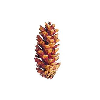 Pinus Peuce