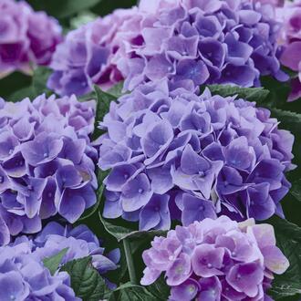 Napkin Hydrangea