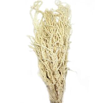 Amaranthus