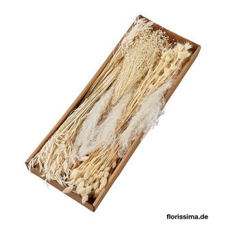 Gräser-Sortiment