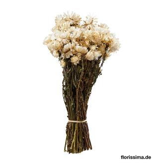 Helichrysum Trockenblume/holl.
