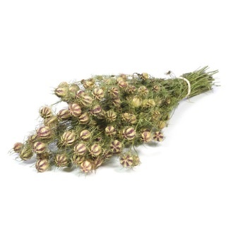 Fleur Séchée de Nigelle/Néerlandais