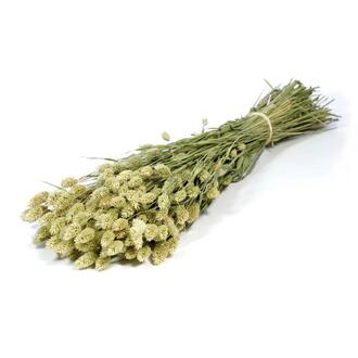 Phalaris Trockenblume/holl.