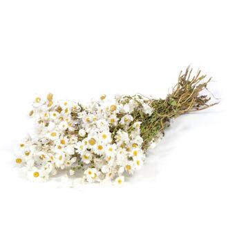Rodanthe Trockenblume/holl.