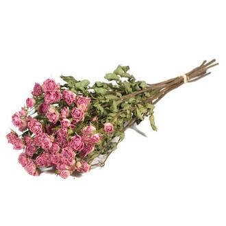 Rose Trockenblume/holl./Spray