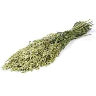 Hafer Trockenblume holl.