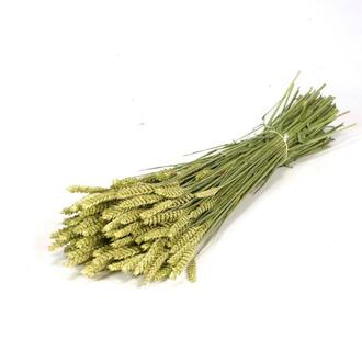 Weizen (Tarwe) Trockenblume holl.