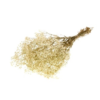 Gypsophila Preserved/holl.