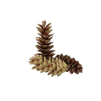 Pinus Peuce