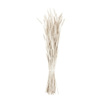Wheat (Tarwe)