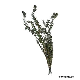 Eukalyptus Baby/ital.
