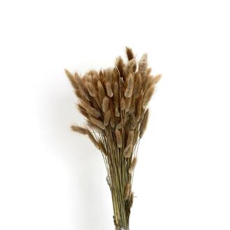  Lagurus ital. natur