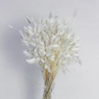 Lagurus ital.
