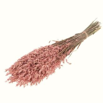 Hafer Trockenblume/holl.
