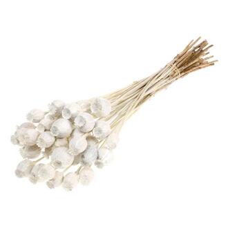 Poppy Dried Flower/Dutch