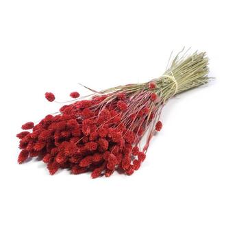 Phalaris Dried Flower/Holland