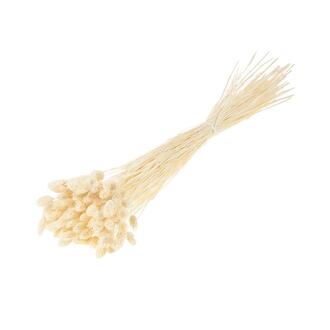 Phalaris Dried Flower/Holland