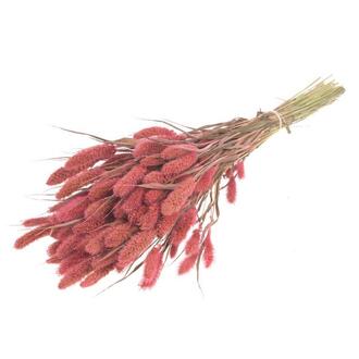 Setaria Trockenblume/holl.