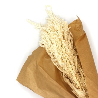 Amaranthus Recto