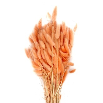 Lagurus Italien