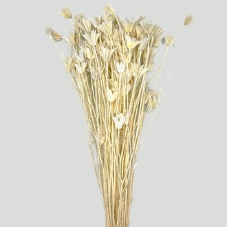 Nigelle Orientale