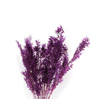 Ruscus