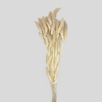 Setaria Trockenblume