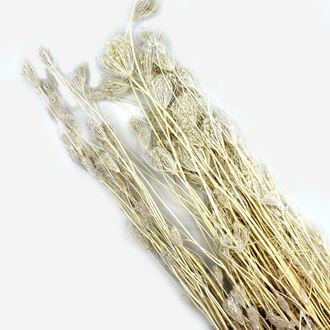 Fenchel Wild