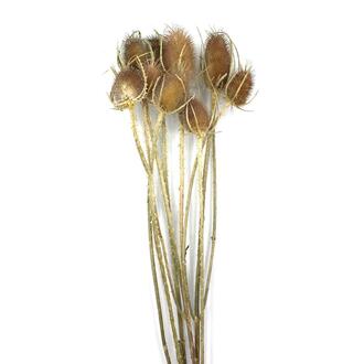 Kardendistelzweig Wild