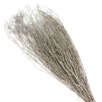 Koriander Gras Natural