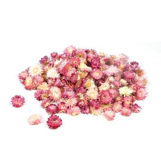 Helichrysum Head Dried Flower/Holiday