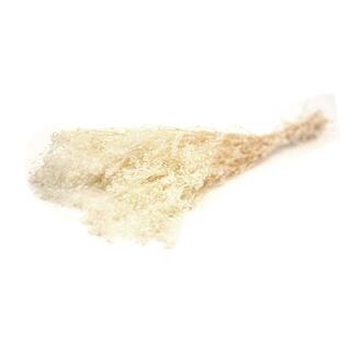 Gypsophila Preserved/Holl.