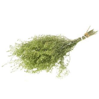 Fleur Séchée de Lepidium/Houx