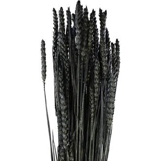 Wheat (Tarwe) Dried Flower/Hol