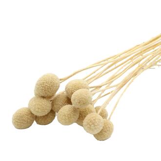 Craspedia Italien