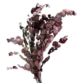 Chapeau d'Eucalyptus Cynerea