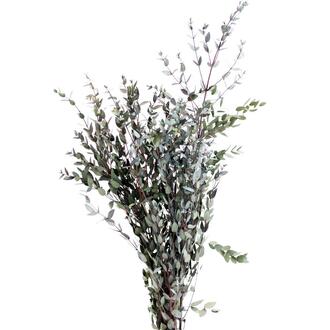 Eucalyptus Parvifolia Cap