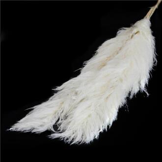 Pampas Grass