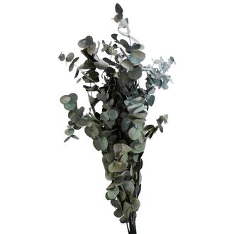 Eukalyptus Cynerea Cap
