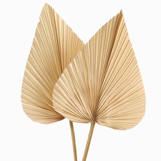 Bamboo Leaf Palm Leaf