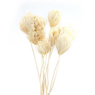 Fenchel Kopf Gigant