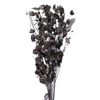 Branche de Lunaria Pelée