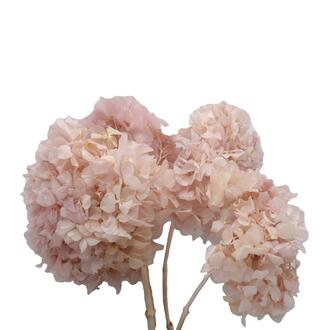Hortensie