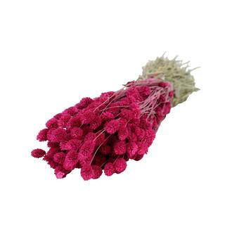 Fleur Séchée de Phalaris/Hollande