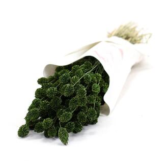 Phalaris Dried Flower/Holland