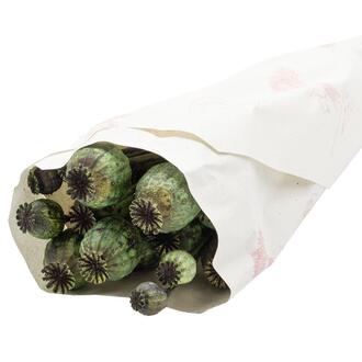 Poppy Dried Flower/Dutch