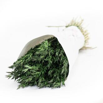 Hafer Trockenblume holl.
