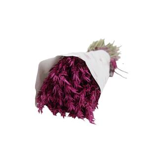 Hafer Trockenblume holl.