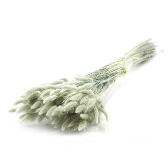 Lagurus ital.