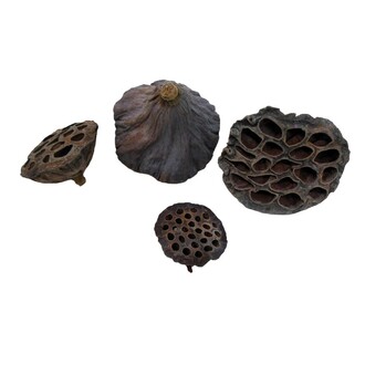 Lotoskolben gemischt